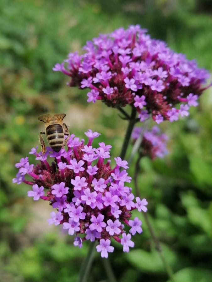 Le Temps Serein Vabre-Tizac ภายนอก รูปภาพ